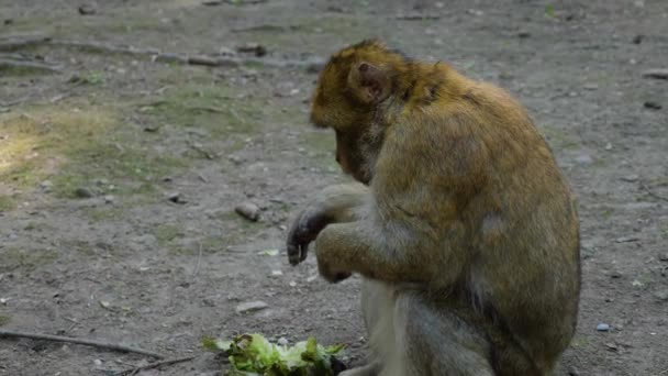 Närbild Barbary Macaque Sitter Skogen Solig Dag Sommaren — Stockvideo