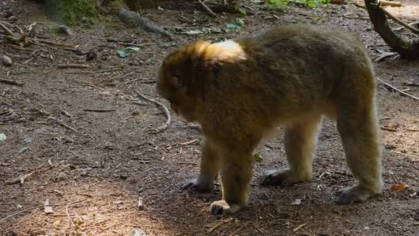 Primer Plano Barbary Macaque Sentado Bosque Día Soleado Verano — Vídeo de stock