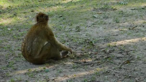 Primer Plano Barbary Macaque Sentado Bosque Día Soleado Verano — Vídeos de Stock