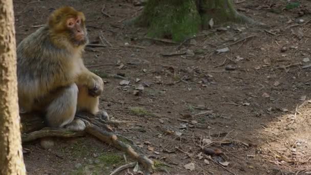 Sluiten Van Barbary Macaque Zitten Het Bos Een Zonnige Dag — Stockvideo