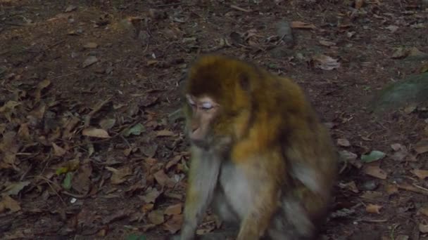 Gros Plan Barbary Macaque Assis Dans Forêt Par Une Journée — Video