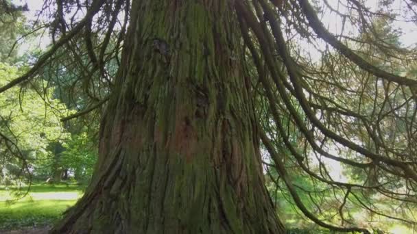 Conduire Travers Les Bois Par Une Journée Ensoleillée Été — Video