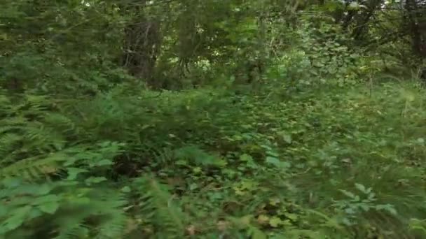 Rijden Door Het Bos Een Zonnige Dag Zomer — Stockvideo