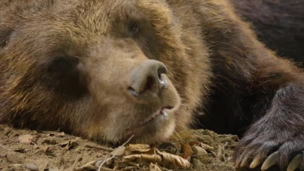 Zbliżenie Niedźwiedzia Brunatnego Spoczywającego Skale Poruszającego Nosem — Wideo stockowe