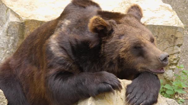 Крупным Планом Бурого Медведя Покоящихся Камне Покачивающих Носом — стоковое видео
