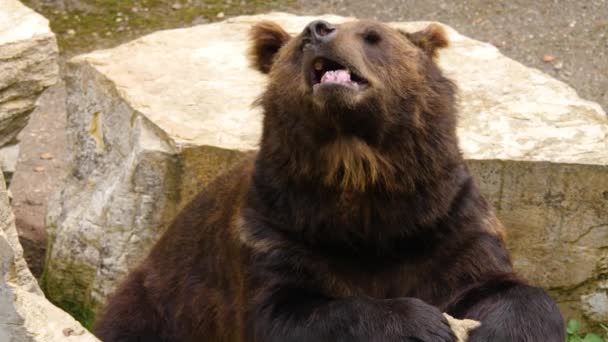 Zblízka Medvěd Hnědý Odpočívá Skále Kroutí Nosem — Stock video