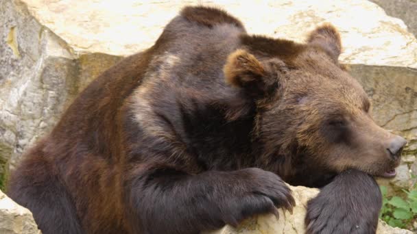 Aproape Ursul Brun Care Odihnește Stâncă Își Mișcă Nasul — Videoclip de stoc