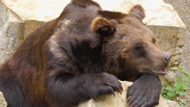 Крупним Планом Коричневий Ведмідь Спить Скелі Кричить Носом — стокове відео