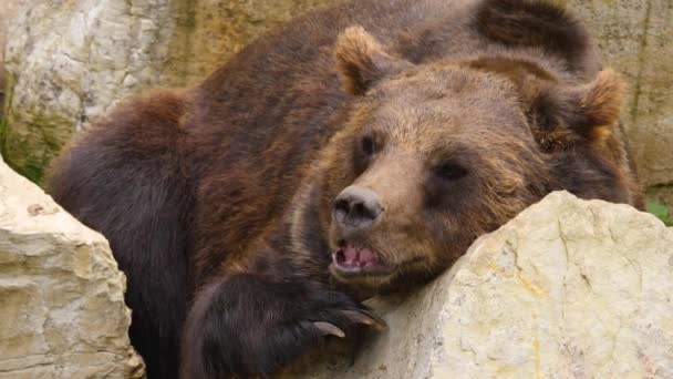 Close Urso Marrom Descansando Sobre Uma Rocha Balançando Nariz — Vídeo de Stock