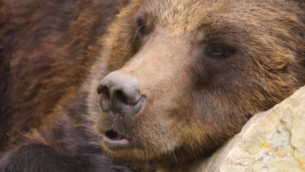 Zblízka Medvěd Hnědý Odpočívá Skále Kroutí Nosem — Stock video