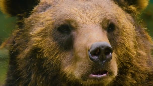 Close Urso Marrom Descansando Sobre Uma Rocha Balançando Nariz — Vídeo de Stock