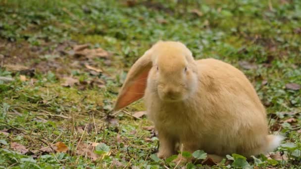 夏の晴れた日にニンジンを食べる草原のウサギ — ストック動画