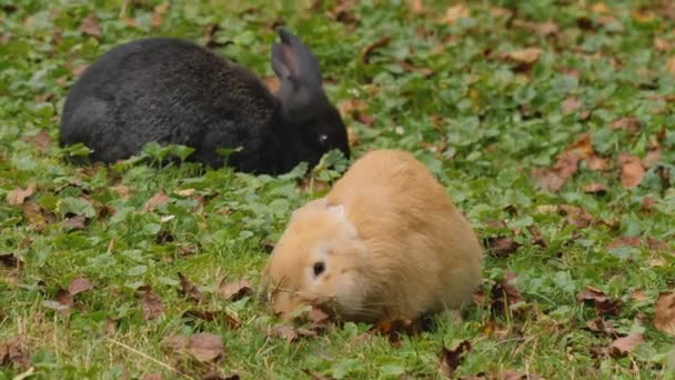 Conejos Prado Comiendo Una Zanahoria Día Soleado Verano — Vídeos de Stock