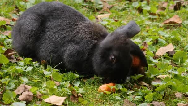 夏の晴れた日にニンジンを食べる草原のウサギ — ストック動画