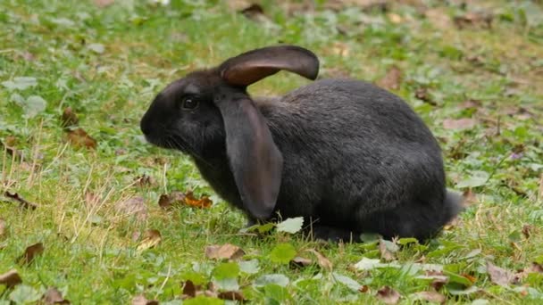 Kaniner Äng Som Äter Morot Solig Dag Sommaren — Stockvideo