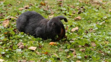 Yazın güneşli bir günde çayırda havuç yiyen tavşanlar.