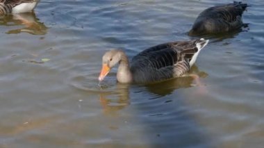 Güneşli bir günde, bir gölde yiyecek arayan ördeklere yakın.