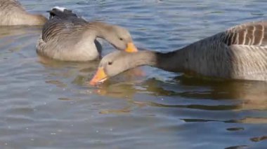 Güneşli bir günde, bir gölde yiyecek arayan ördeklere yakın.
