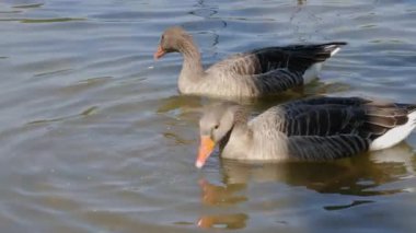 Güneşli bir günde, bir gölde yiyecek arayan ördeklere yakın.