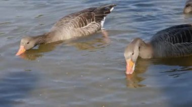 Güneşli bir günde, bir gölde yiyecek arayan ördeklere yakın.