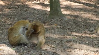 Yazın güneşli bir günde ormanda oturan Barbary Macaque 'a yakın..