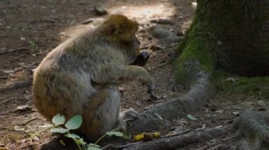 Yazın güneşli bir günde ormanda oturan Barbary Macaque 'a yakın..