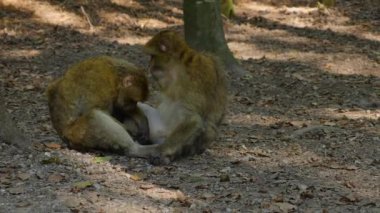 Yazın güneşli bir günde ormanda oturan Barbary Macaque 'a yakın..