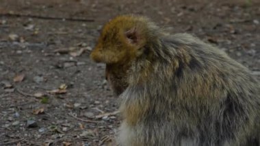 Yazın güneşli bir günde ormanda oturan Barbary Macaque 'a yakın..