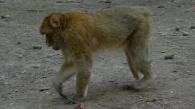 Yazın güneşli bir günde ormanda oturan Barbary Macaque 'a yakın..