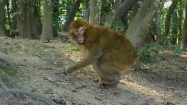 Yazın güneşli bir günde ormanda oturan Barbary Macaque 'a yakın..