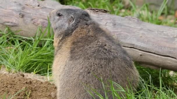 Primo Piano Marmotta Erba Guardando Intorno — Video Stock