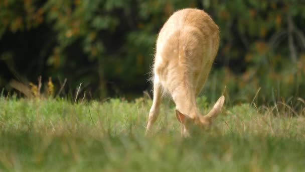 Gros Plan Cerfs Femelles Blanches Été Sur Une Prairie — Video