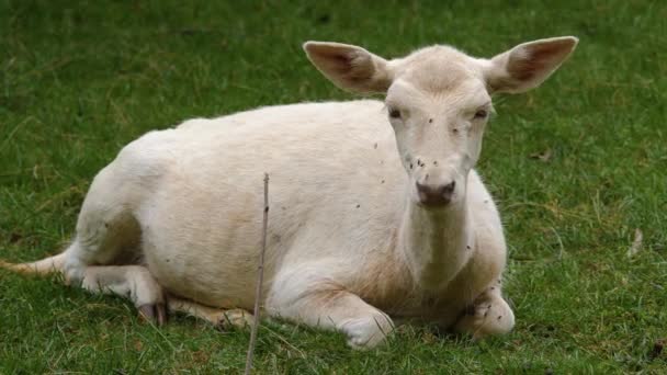 Gros Plan Cerfs Femelles Blanches Été Sur Une Prairie — Video