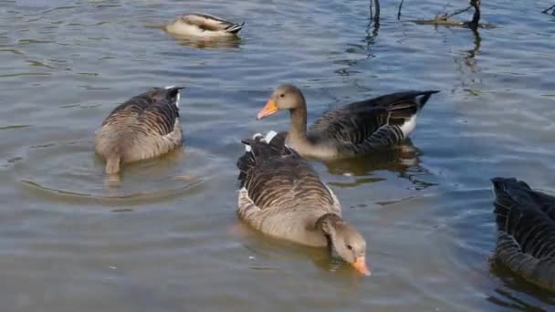 Close Van Eenden Zoek Naar Voedsel Een Meer Een Zonnige — Stockvideo