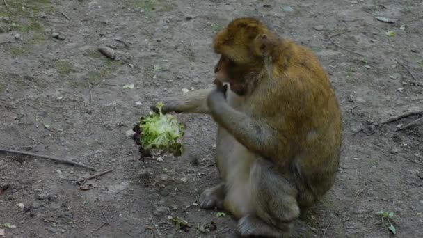 Närbild Barbary Macaque Sitter Skogen Solig Dag Sommaren — Stockvideo