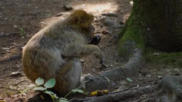 Close Barbary Macaque Sitting Forest Sunny Day Summer — Stock Video