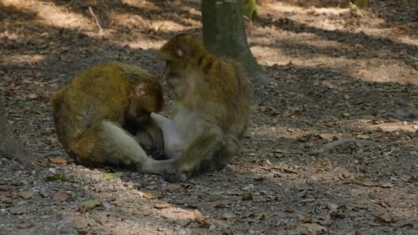 Detailní Záběr Barbary Macaque Sedí Lese Slunečného Letního Dne — Stock video