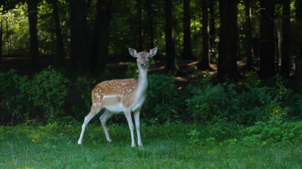 Axis Deer Standing Meadow Taking Pee Urinating — Stock Video