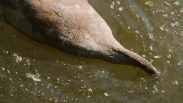 Primer Plano Del Joven Cisne Buceando Para Comer Día Soleado — Vídeo de stock