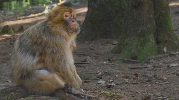 Närbild Barbary Macaque Sitter Skogen Solig Dag Sommaren — Stockvideo