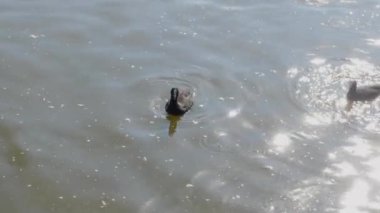 Güneşli bir günde, bir gölde yiyecek arayan ördeklere yakın.