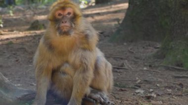 Yazın güneşli bir günde ormanda oturan Barbary Macaque 'a yakın..