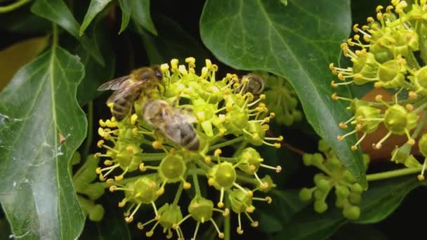 Sluiten Van Een Zwerm Bijen Verzamelen Nectar Van Een Gele — Stockvideo