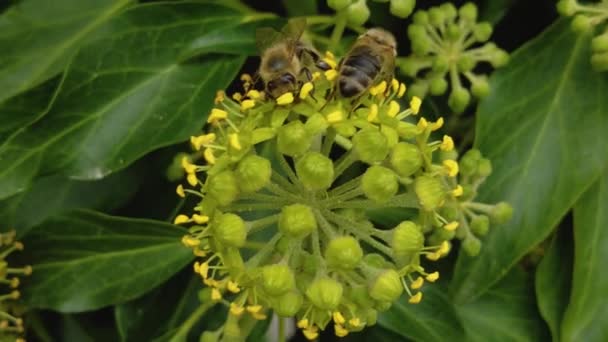 Close Enxame Abelhas Coletando Néctar Uma Flor Amarela Dia Ensolarado — Vídeo de Stock