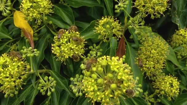夏天阳光灿烂的一天 一群蜜蜂在采摘一朵黄花中的花蜜 — 图库视频影像
