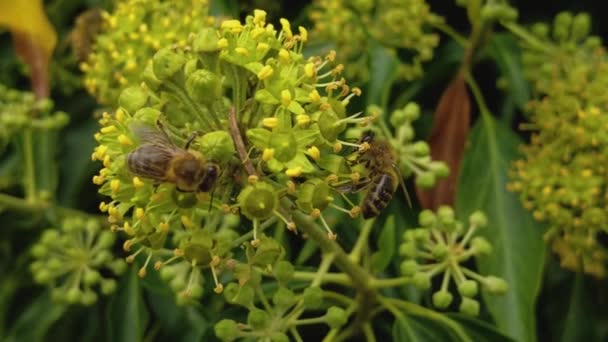夏天阳光灿烂的一天 一群蜜蜂在采摘一朵黄花中的花蜜 — 图库视频影像