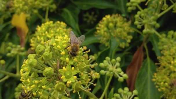 Крупный План Рой Пчел Собирающих Нектар Желтого Цветка Солнечный День — стоковое видео