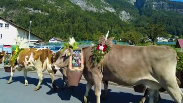 Ściganie Krów Gór Doliny Pod Koniec Lata Szwajcarii — Wideo stockowe