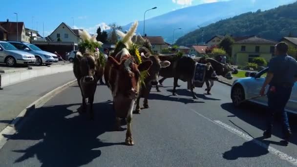 Achtervolging Van Koeien Van Bergen Naar Vallei Aan Het Einde — Stockvideo