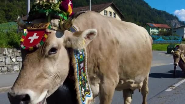 Sviçre Yazın Sonunda Inekleri Dağlardan Vadiye Kadar Kovalamak — Stok video